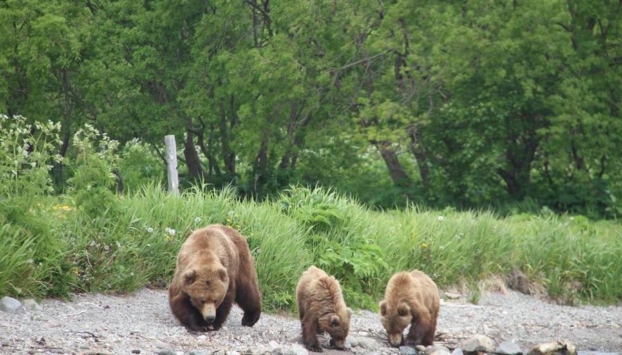 Почти 1000 медведей насчитали ученые в Южно-Камчатском заказнике